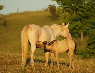 We proudly raise extraordinary foals!