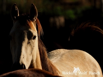 Prospects, Trail Horses, Broodmares and Stallions!
