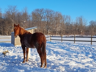 RVVR Irish Gun (AQHA 2023)